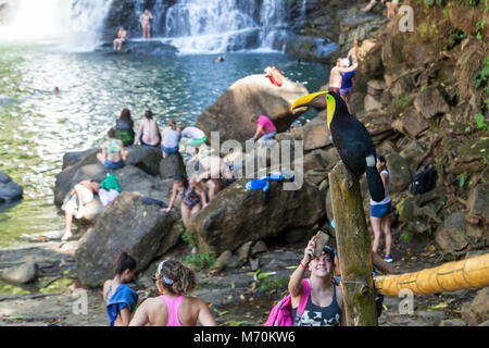 Nauyaca, Costa Rica - Januar 28: Toucan auf einer Stange in der Nähe von Touristen in Costa Rica thront. 28. Januar 2018, Nauyaca, Costa Rica Stockfoto