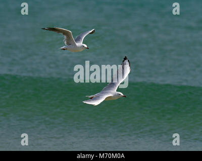 Silberne Möwe im Flug Chroicocephalus novaehollandiae am Strand Stockfoto