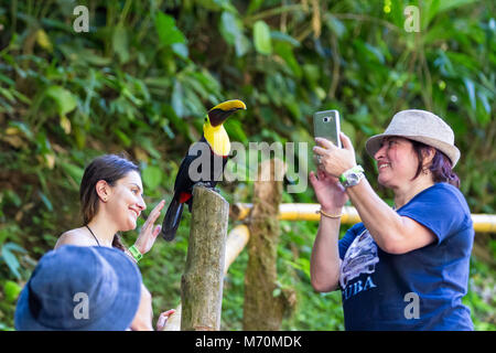 Nauyaca, Costa Rica - Januar 28: Toucan auf einer Stange in der Nähe von Touristen in Costa Rica thront. 28. Januar 2018, Nauyaca, Costa Rica Stockfoto