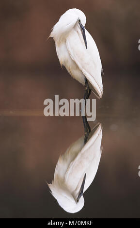 Seidenreiher (Egretta garzetta) ständige Ruhen im flachen See, Lincolnshire Stockfoto