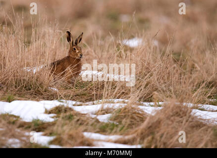 Feldhase (Lepus europaeus), Gloucestershire Stockfoto