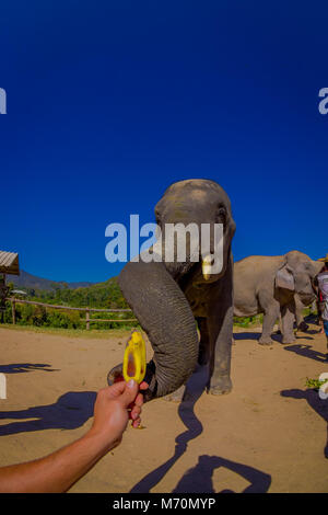 CHIANG RAI, THAILAND - 01. FEBRUAR 2018: die Hand ein wenig Banane mit einem riesigen Elefanten mit blauem Himmel, ein Elefant das Ausdehnen der Amtsleitung mit dem Essen, in einem Dschungel Heiligtum Stockfoto