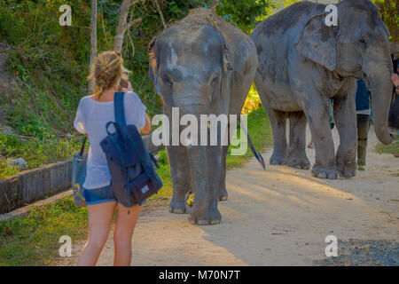 CHIANG RAI, THAILAND - Februar 01, 2018: Die Schöne im Blick Auf nicht identifizierte Frau Fotos mit Ihrem Handy auf den Elefanten in der Natur, im Dschungel Elephant Sanctuary, Wald hinter Stockfoto