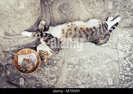 Katze schläft auf dem Boden neben einer Schüssel mit Bargeld Stockfoto