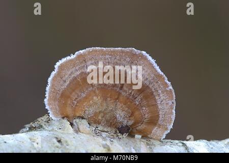 Haarige Halterung Pilz Trametes hirsuta Stockfoto