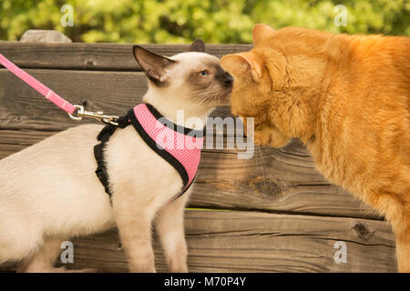 Junge Siam Kitten im Kabelbaum Sniffing auf einem Erwachsenen ginger Tabby Stockfoto