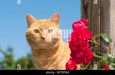 Stattliche ginger Tabby auf den Betrachter auf der Suche Neben hellen roten Rosen im Freien Stockfoto