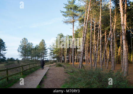 Pinien im Pinienwald am Holkham National Nature Reserve und Strand an der Küste von Norfolk zwischen Burnham Overy Staithe und Blakeney, und ma Stockfoto