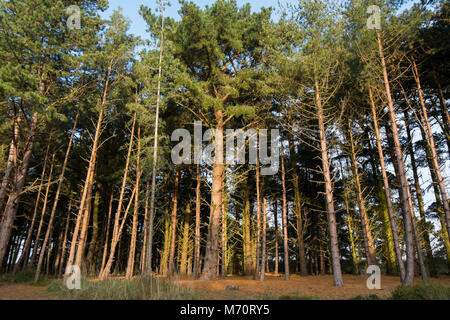 Pinien im Pinienwald am Holkham National Nature Reserve und Strand an der Küste von Norfolk zwischen Burnham Overy Staithe und Blakeney, und ma Stockfoto