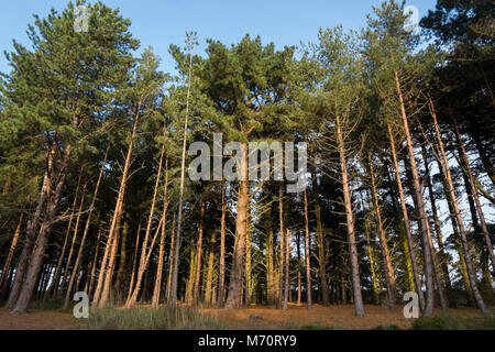 Pinien im Pinienwald am Holkham National Nature Reserve und Strand an der Küste von Norfolk zwischen Burnham Overy Staithe und Blakeney, und ma Stockfoto