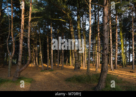 Pinien im Pinienwald am Holkham National Nature Reserve und Strand an der Küste von Norfolk zwischen Burnham Overy Staithe und Blakeney, und ma Stockfoto