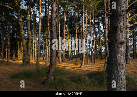 Pinien im Pinienwald am Holkham National Nature Reserve und Strand an der Küste von Norfolk zwischen Burnham Overy Staithe und Blakeney, und ma Stockfoto