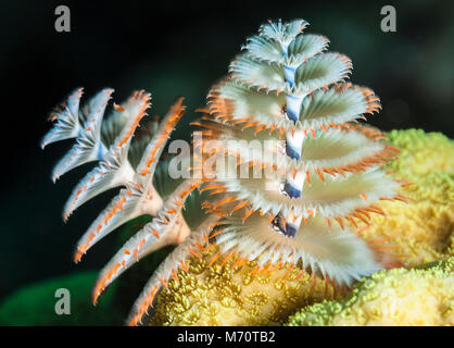 Christmas tree Worm auf einem Korallenriff vor der Insel Kuba zeigt seine bunten radioles Stockfoto