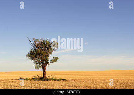Tree standing alone in  wheat paddock, Northern Victoria. Stockfoto