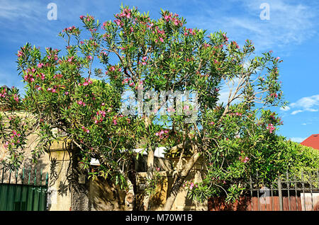 Nerium oleander Stockfoto