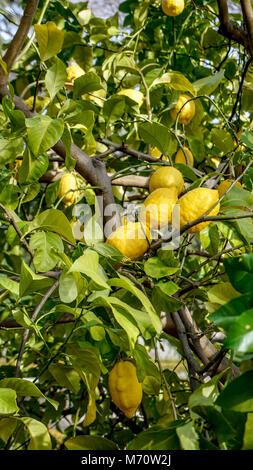 Lemon Tree Branches closeup 4. Stockfoto