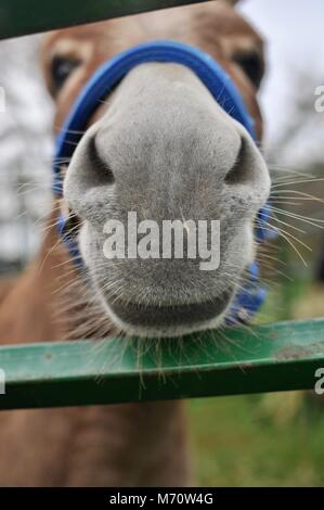 In der Nähe von Nase und Schnurrbart eines neugierig und Pony, Peering zwischen Metall Zaun. Stockfoto