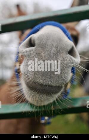 In der Nähe von Nase und Schnurrbart eines neugierig und Pony, Peering zwischen Metall Zaun. Stockfoto