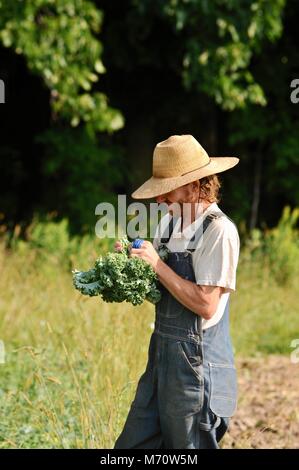 Bauer arbeiten im Feld, der Ernte von frischen Produkten in gepflanzten Reihen von Ernten von Grünkohl, Mangold, Gurken und Paprika. Stockfoto