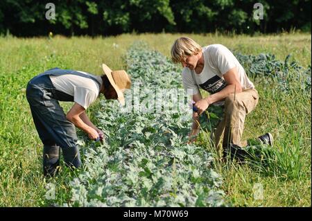 Bauer arbeiten im Feld, der Ernte von frischen Produkten in gepflanzten Reihen von Ernten von Grünkohl, Mangold, Gurken und Paprika. Stockfoto