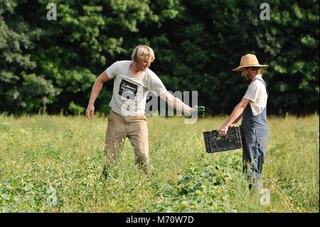 Bauer arbeiten im Feld, der Ernte von frischen Produkten in gepflanzten Reihen von Ernten von Grünkohl, Mangold, Gurken und Paprika. Stockfoto