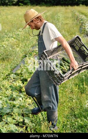 Bauer arbeiten im Feld, der Ernte von frischen Produkten in gepflanzten Reihen von Ernten von Grünkohl, Mangold, Gurken und Paprika. Stockfoto