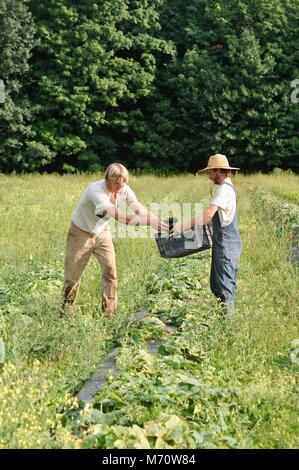 Bauer arbeiten im Feld, der Ernte von frischen Produkten in gepflanzten Reihen von Ernten von Grünkohl, Mangold, Gurken und Paprika. Stockfoto