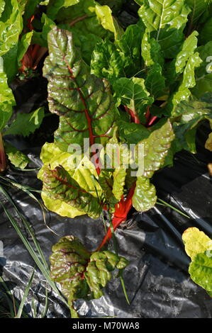 Wachsende Farm Fresh Mangold in Kunststoff schwarz als Unkraut/Laubdecke Barriere im Feld, in Wisconsin, USA Stockfoto