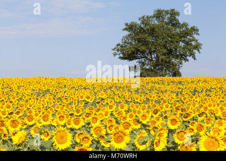 Bunte landwirtschaftlichen Bereich der hellen gelben Sonnenblumen oder Helianthus annuus, im Sonnenschein an einem diesigen Tag mit einem einzigen grünen Baum auf die Skyline Stockfoto