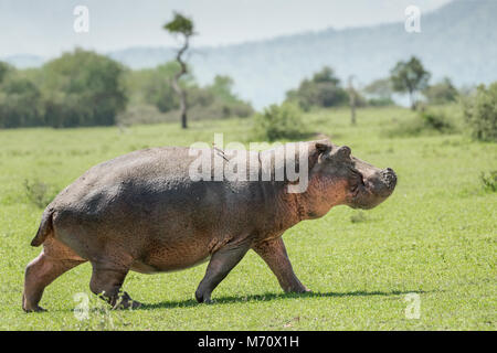 Flusspferd (Hippopotamus amphibius) gehen über die Savanne in Tag, grumeti Game Reserve, Tansania Stockfoto