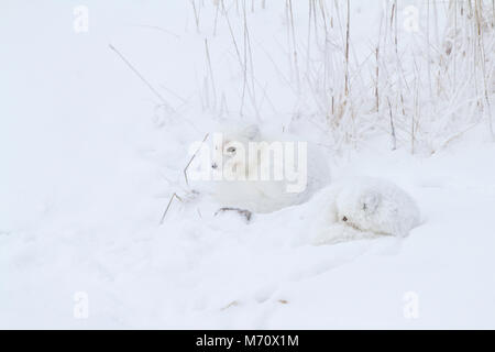 01863-01419 Polarfüchsen (Alopex lagopus) eingerollt entlang Bank im Schnee Churchill Wildlife Management Area, Churchill, MB Stockfoto