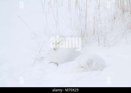 01863-01507 Polarfüchsen (Alopex lagopus) eingerollt entlang Bank im Schnee Churchill Wildlife Management Area, Churchill, MB Stockfoto