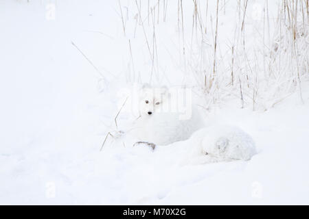 01863-01514 Polarfüchsen (Alopex lagopus) eingerollt entlang Bank im Schnee Churchill Wildlife Management Area, Churchill, MB Stockfoto