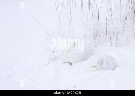 01863-01516 Polarfüchsen (Alopex lagopus) eingerollt entlang Bank im Schnee Churchill Wildlife Management Area, Churchill, MB Stockfoto