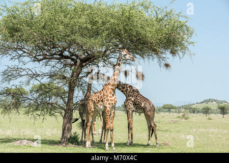 Masai Giraffen Essen aus Akazie mit Weber Vogelnester, grumeti Game Reserve, Serengeti, Tansania Stockfoto