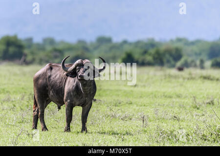 Fliegen - überdachte Kaffernbüffel (Syncerus Caffer) zu Beginn der Regenzeit, grumeti Game Reserve, Tansania Stockfoto