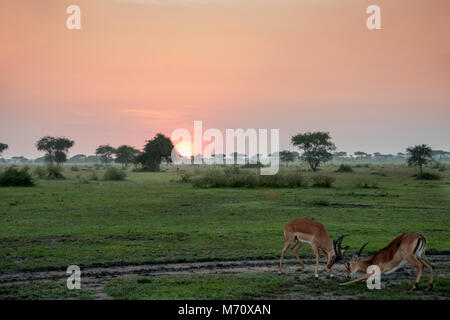 Impala Dollars sparring bei Sonnenaufgang, Gumeti Game Reserve, Serengeti, Tanzani Stockfoto