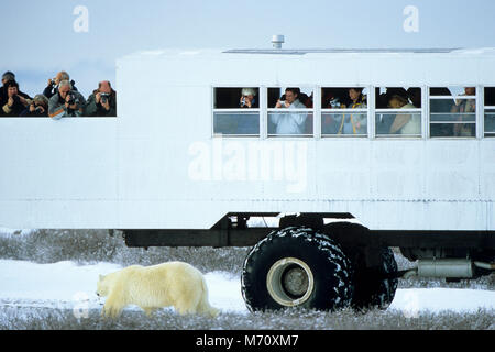 01874-089.10 Eisbär (Ursus maritimus) in der Nähe von Tundra Buggy Churchill MB Stockfoto