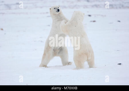 01874-11901 Eisbären (Ursus maritimus) sparring/Kampf im Schnee, Churchill Wildlife Management Area, Churchill, MB Kanada Stockfoto