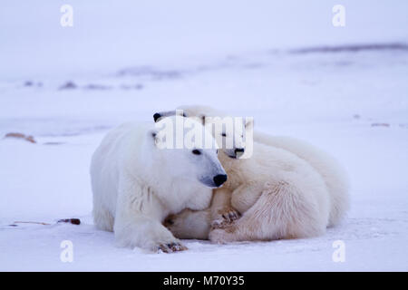 01874-12701 Eisbären (Ursus maritimus) Mutter und 2 Jungen im Winter, Churchill Wildlife Management Area, Churchill, MB Kanada Stockfoto