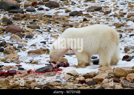 01874-12816 Eisbär (Ursus maritimus) essen Ringelrobbe (Phoca Hispida) im Winter, Churchill Wildlife Management Area, Churchill, MB Kanada Stockfoto