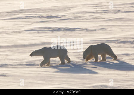 01874-14216 Eisbären (Ursus maritimus) in Cape Churchill Wapusk National Park, Churchill, MB Kanada Stockfoto