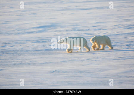 01874-14307 Eisbären (Ursus maritimus) in Cape Churchill Wapusk National Park, Churchill, MB Kanada Stockfoto