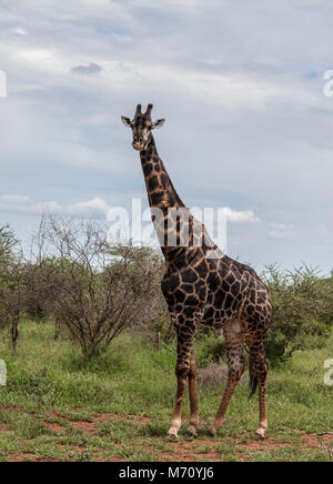 Eine sehr dunkle, männliche Südlichen Giraffe, aka South African Giraffe, aka zwei Hörnern, Giraffe Giraffa giraffa Giraffa giraffa oder cameloporadlis im Krüger NP. Stockfoto