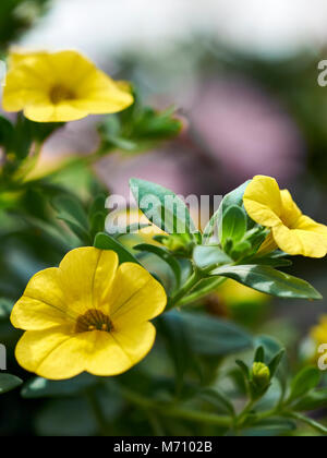 Nahaufnahme des Gelben petunia Blumen in voller Blüte, auch als Solanaceae bekannt. Stockfoto