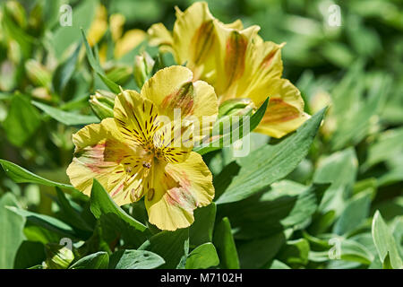 Rhododendron luteum Azalea oder gelben Blüten in voller Blüte. Stockfoto