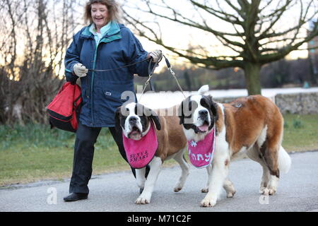 Birmingham, Großbritannien. 8. März 2018. Hunde für den Start der Crufts 2018 anreisen. Credit: Jon Freeman/Alamy leben Nachrichten Stockfoto