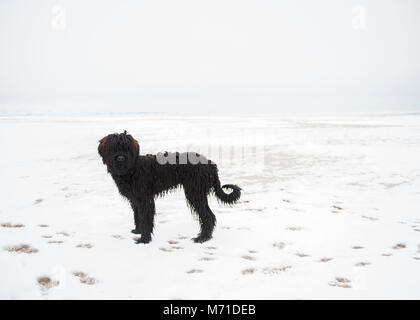 Merseyside, UK. 8. März, 2018. UK Wetter: Pilou der Französischen briard Welpen im Schnee auf Hoylake Strand, Merseyside auf 8/03/18 Credit: sara Porter/Alamy leben Nachrichten Stockfoto