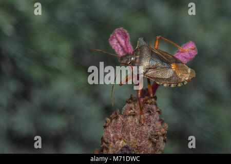 Ein Wald Fehler (auch als Rot bekannt-legged Shieldbug) auf einem Lavendel Blume. Stockfoto