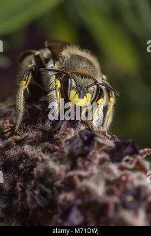 Ein männlicher Wolle - carder Anthidium manicatum - Biene - auf einem Lavendel Blume. Stockfoto
